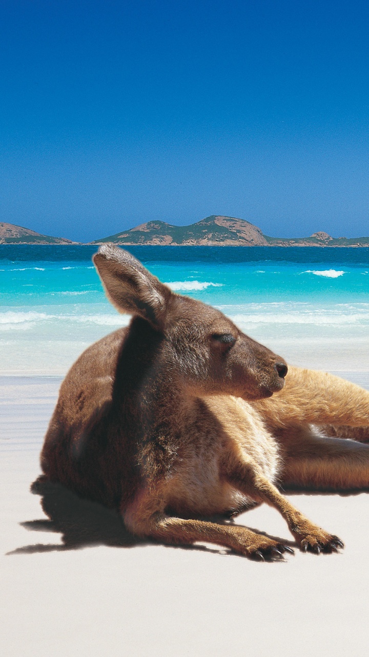 Обои путешествие, море, пляж, отпуск, прибрежные и океанические рельефы в разрешении 720x1280