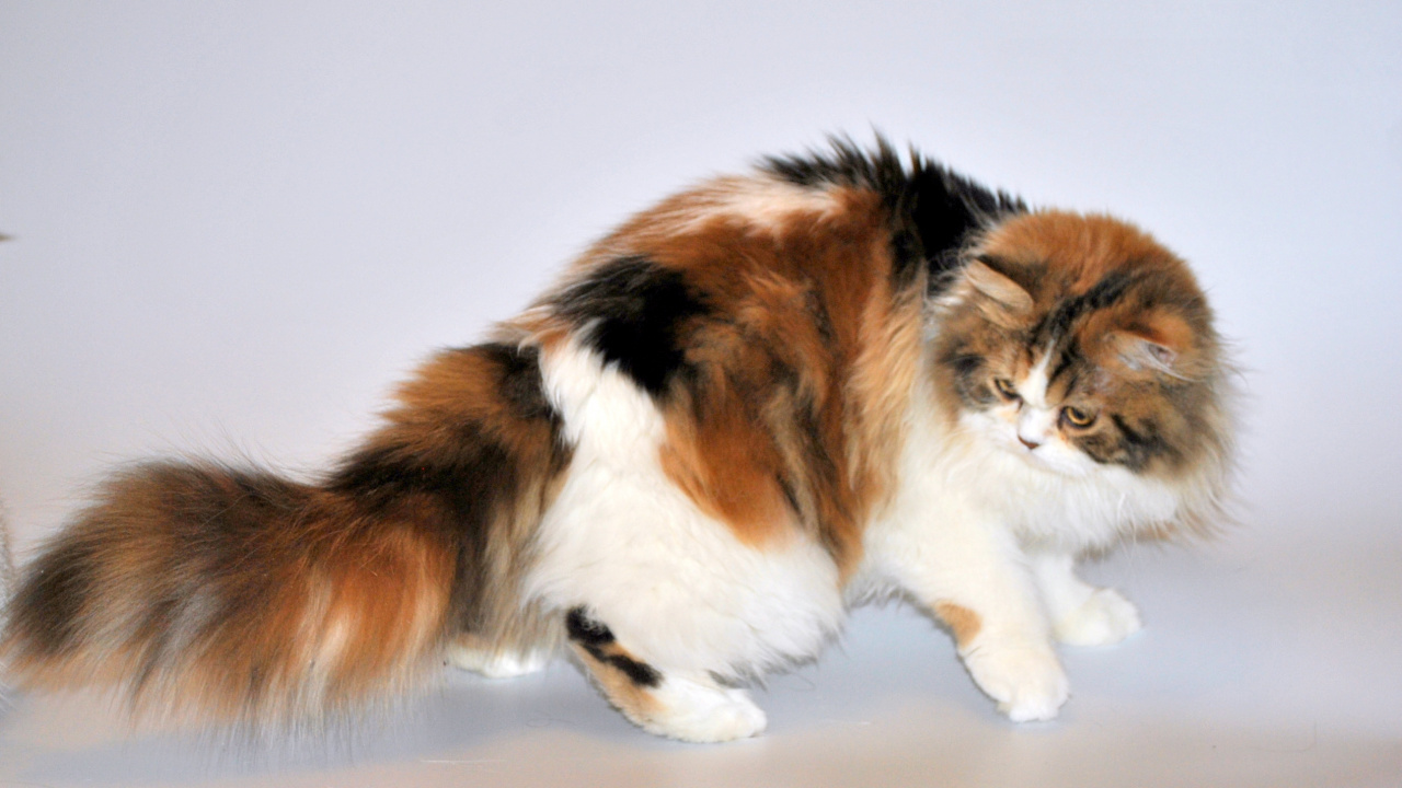 Обои бакенбарды, персидская кошка, Сибирская кошка, норвежский лесной кот, кот в разрешении 1280x720