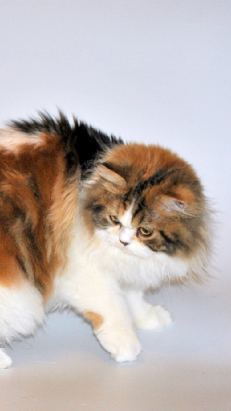 Обои бакенбарды, персидская кошка, Сибирская кошка, норвежский лесной кот, кот в разрешении 750x1334