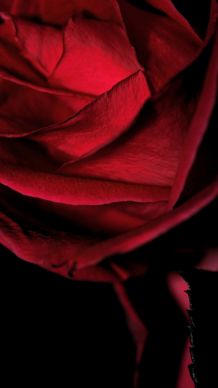 Обои сад роз, любовные стихи фламенко, растение, пурпур, окно в разрешении 750x1334