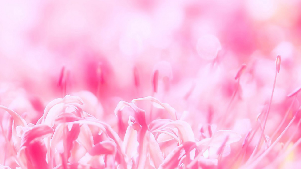 Обои розовый, цветок, лепесток, весна, растение в разрешении 1280x720