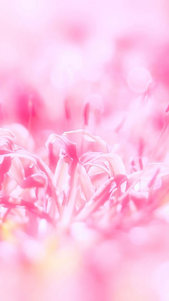 Обои розовый, цветок, лепесток, весна, растение в разрешении 720x1280