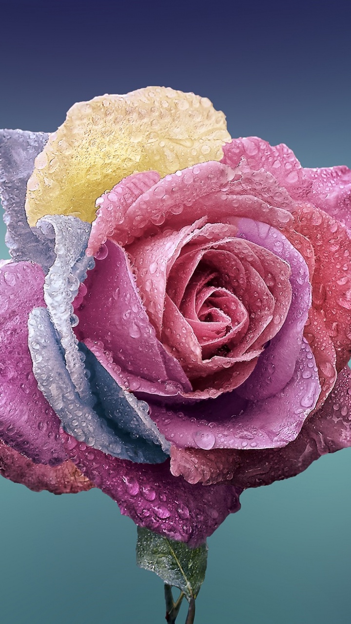 Обои цветок, Роза, сад роз, розовый, лепесток в разрешении 720x1280