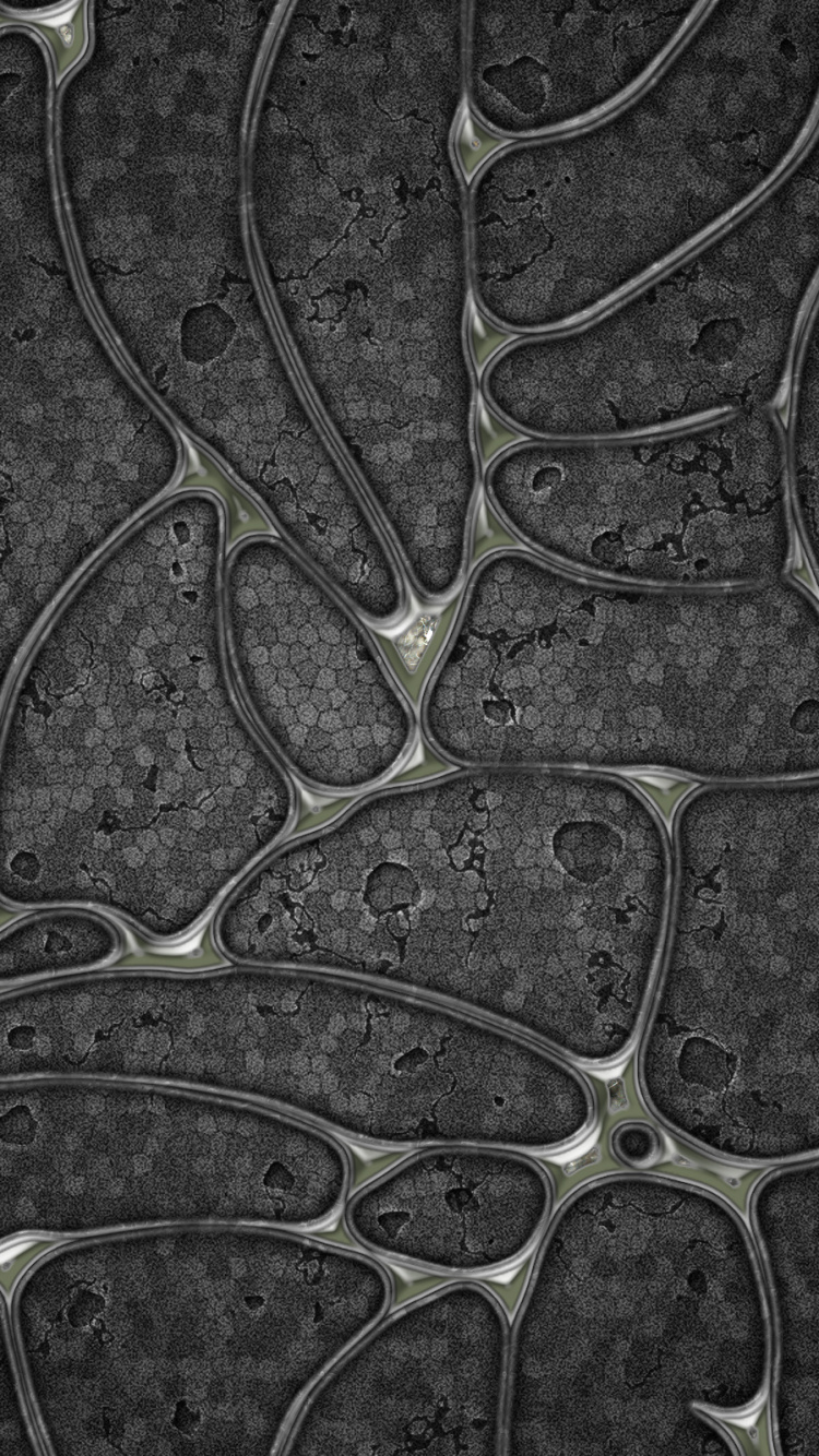 Обои лист, узор, дизайн, растение, дерево в разрешении 750x1334