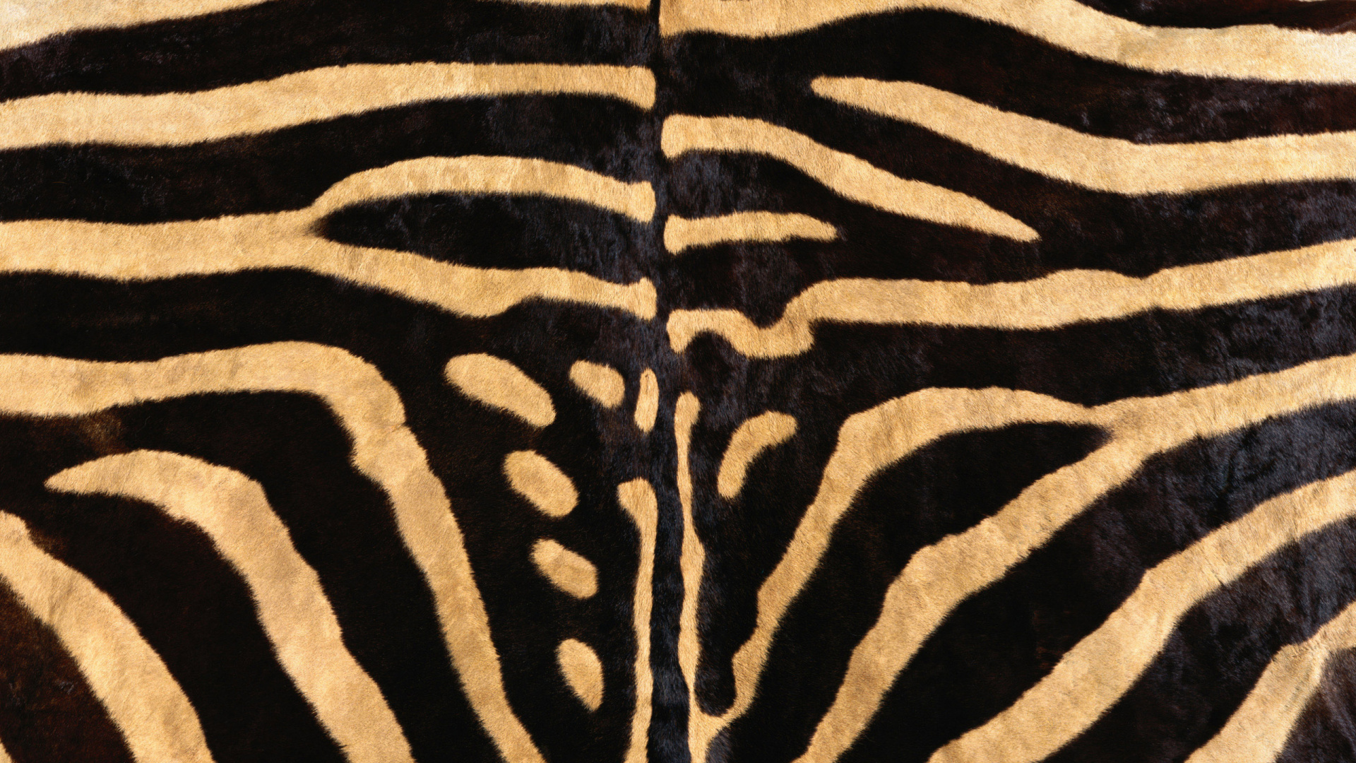 Обои животных печати, живая природа, узор, наземные животные, мех в разрешении 1920x1080