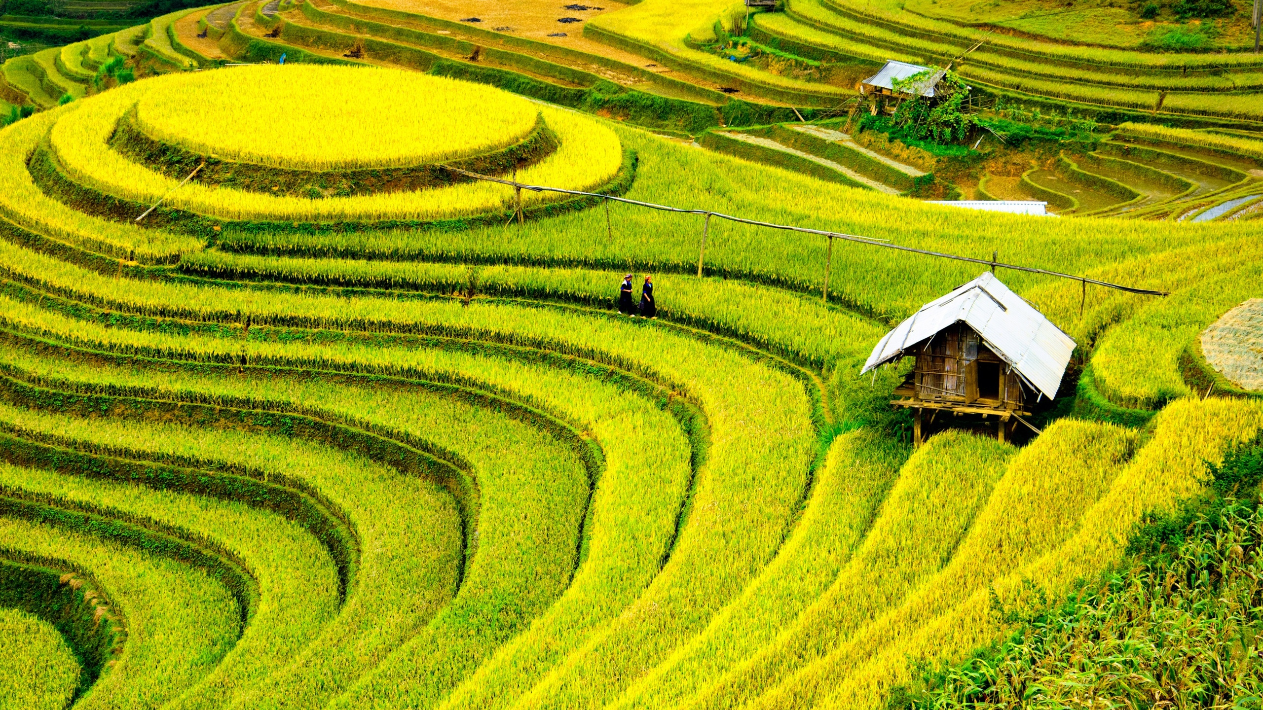 Обои М Кан Чи Район, Шапа, терраса, рисовое поле, поле в разрешении 2560x1440