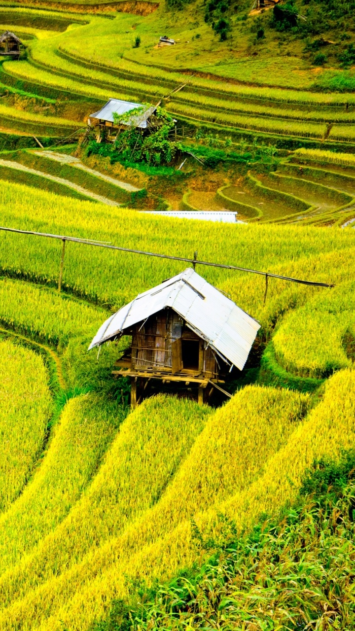 Обои М Кан Чи Район, Шапа, терраса, рисовое поле, поле в разрешении 720x1280