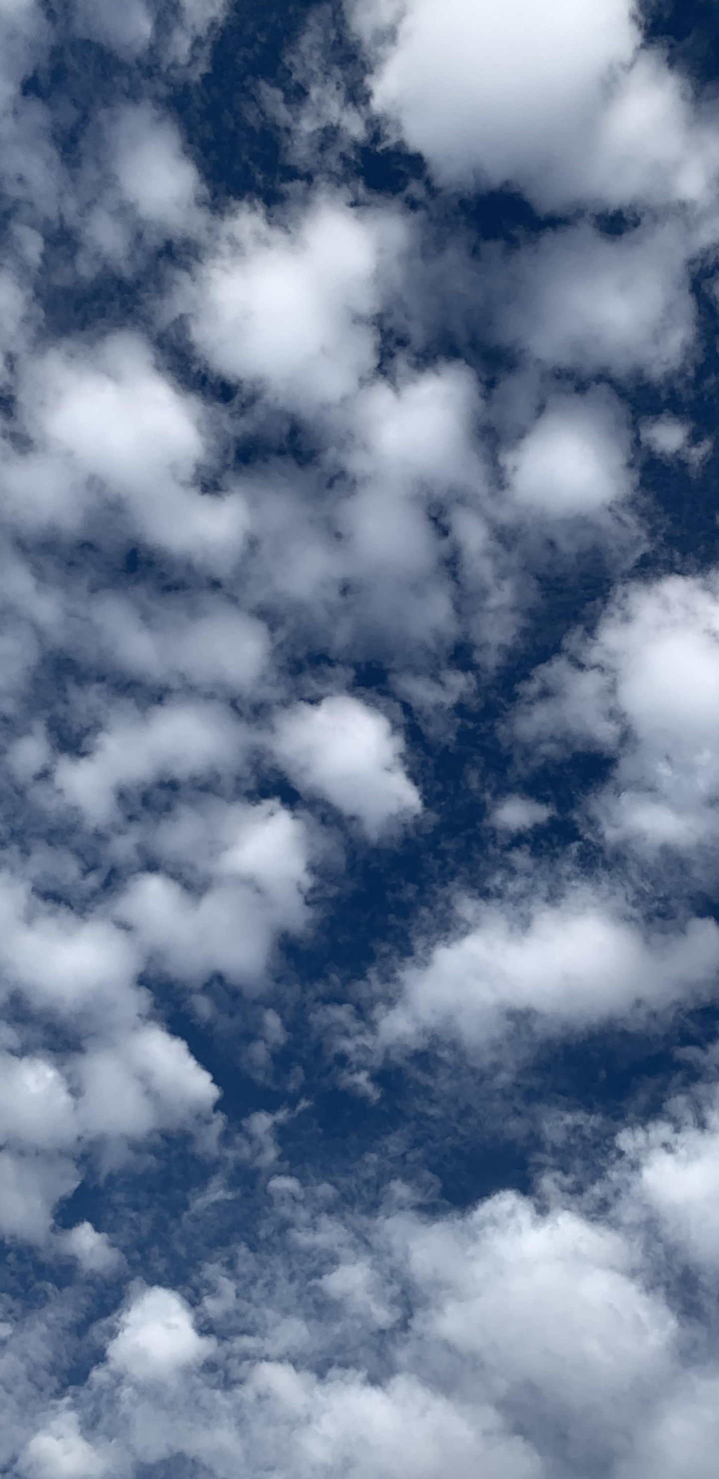 Обои облако, вода, синий, растение, кучевое облако в разрешении 1440x2960