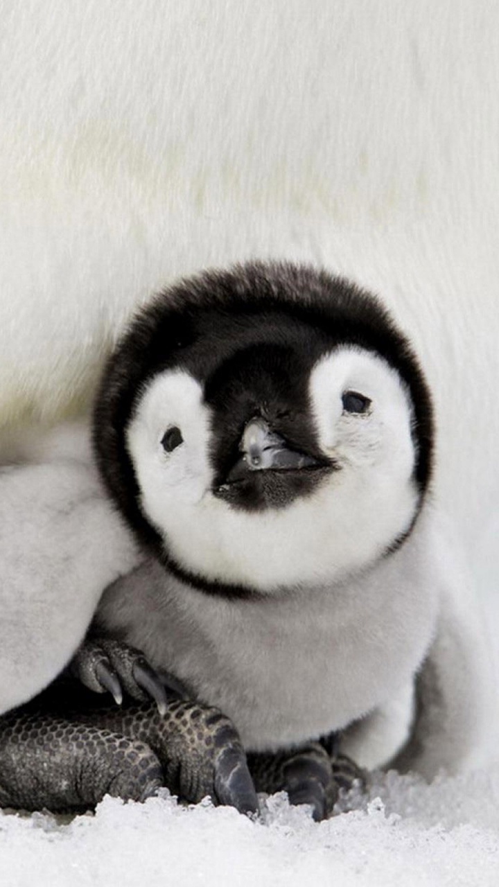 Обои ребенок пингвина, привлекательность, нелетающая птица, птица, императорский пингвин в разрешении 720x1280