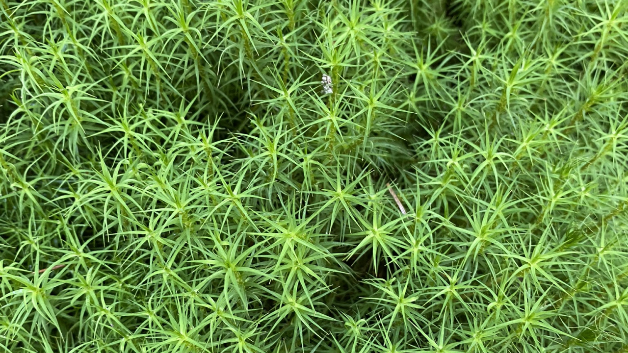 Обои растительность, почвопокровная, наука, биология, зеленый в разрешении 1280x720