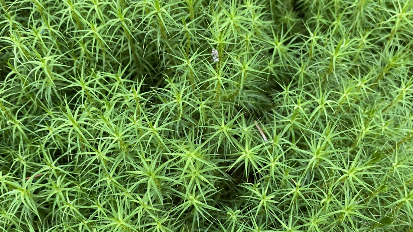 Обои растительность, почвопокровная, наука, биология, зеленый в разрешении 1366x768