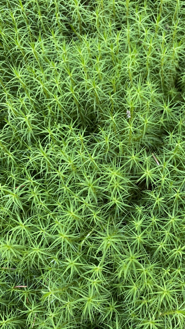 Обои растительность, почвопокровная, наука, биология, зеленый в разрешении 720x1280