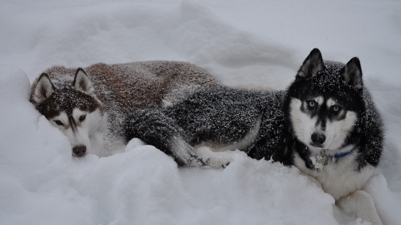 Обои Себирская Хаски, аляскинский маламут, хаски, щенок, пес в разрешении 1280x720