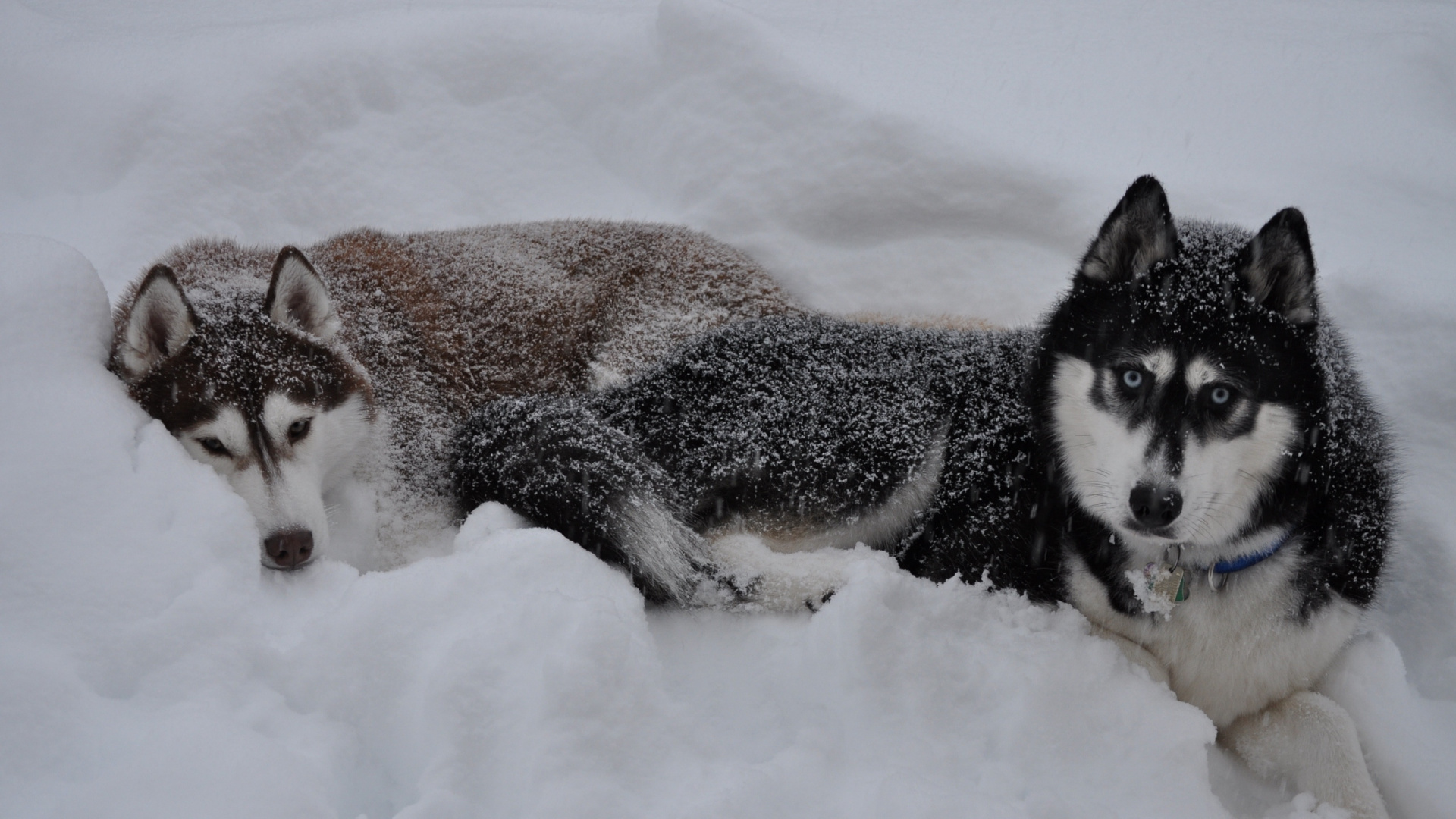 Обои Себирская Хаски, аляскинский маламут, хаски, щенок, пес в разрешении 1920x1080