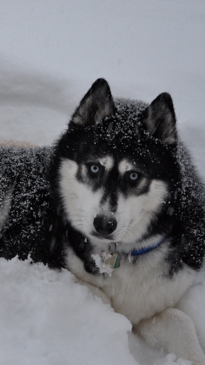 Обои Себирская Хаски, аляскинский маламут, хаски, щенок, пес в разрешении 720x1280