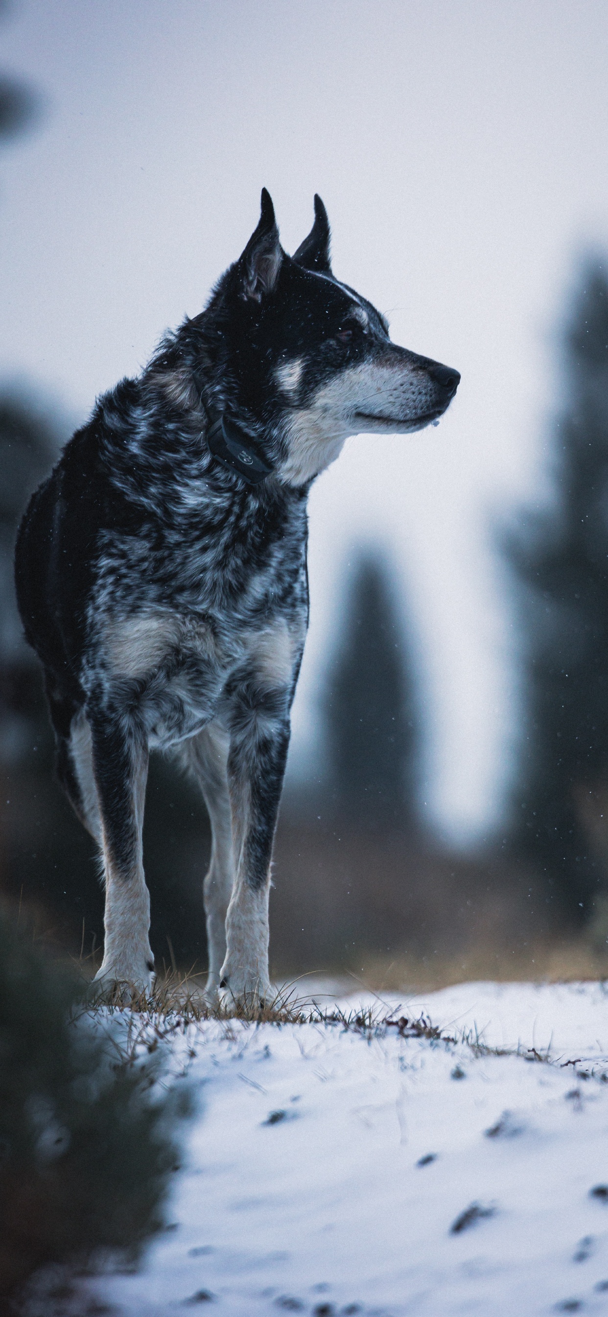 Обои пес, Псовые, собака породы, норвежский элкхаунд, tamaskan собака в разрешении 1242x2688