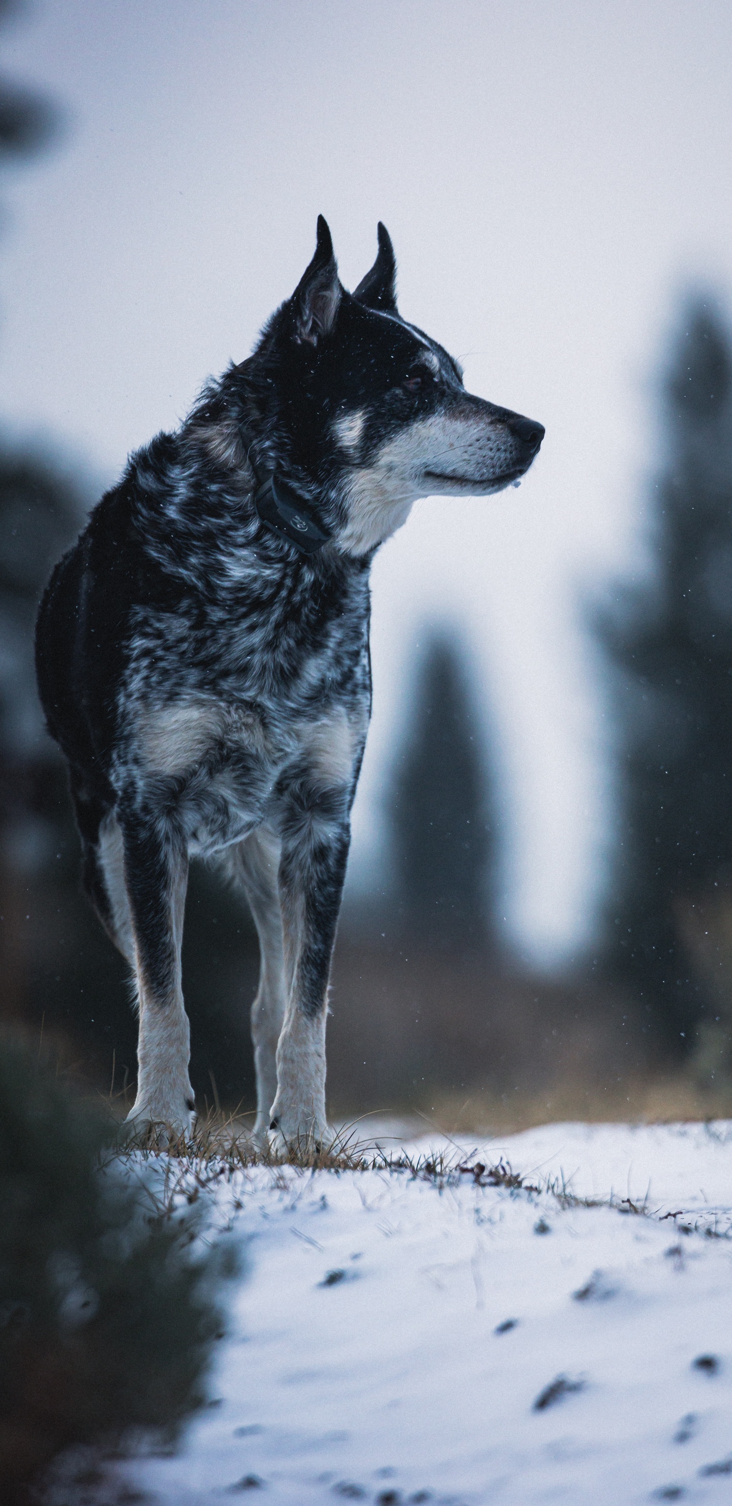 Обои пес, Псовые, собака породы, норвежский элкхаунд, tamaskan собака в разрешении 1440x2960