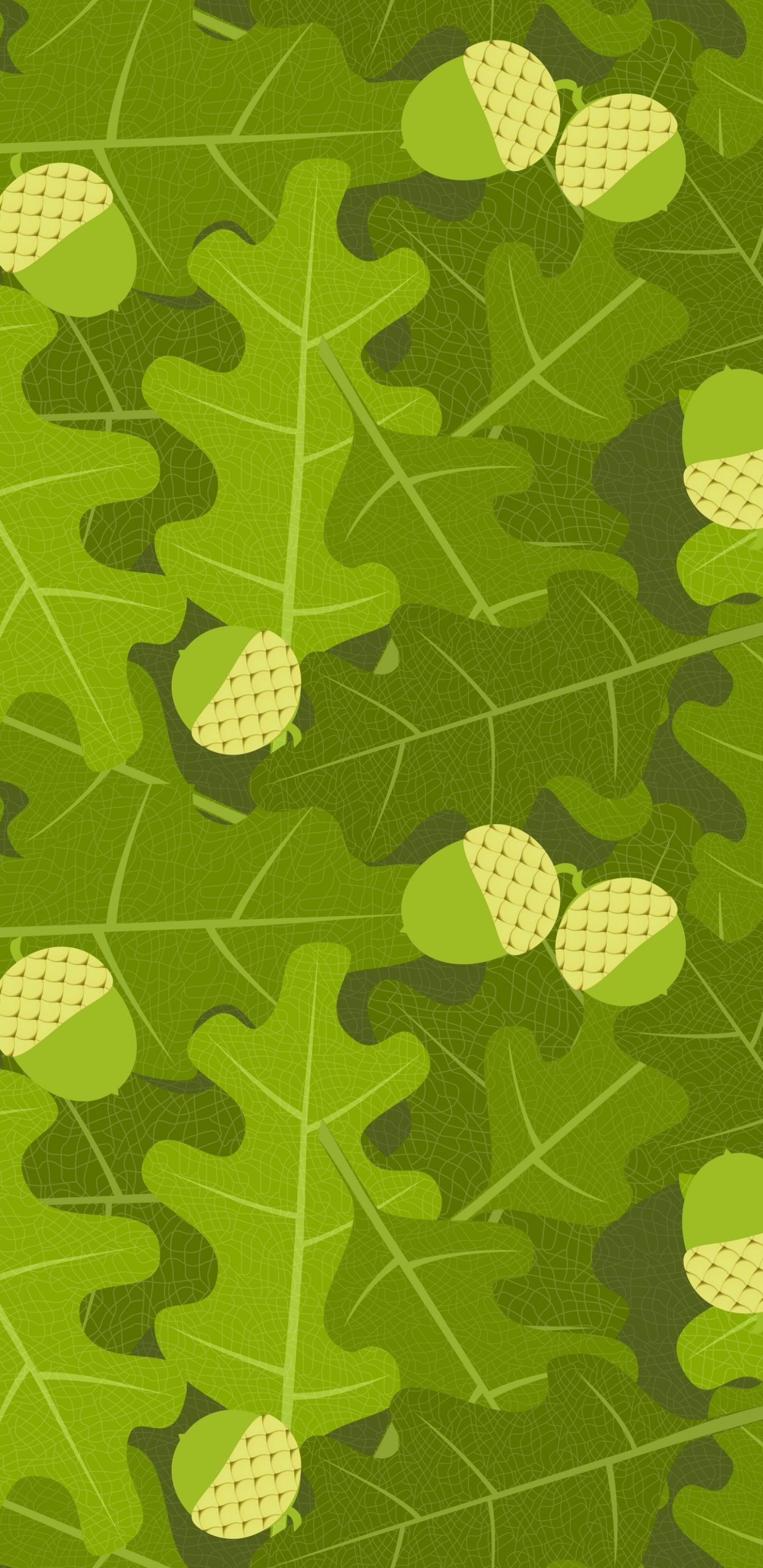 Обои дуб, желудь, зеленый, лист, узор в разрешении 1440x2960