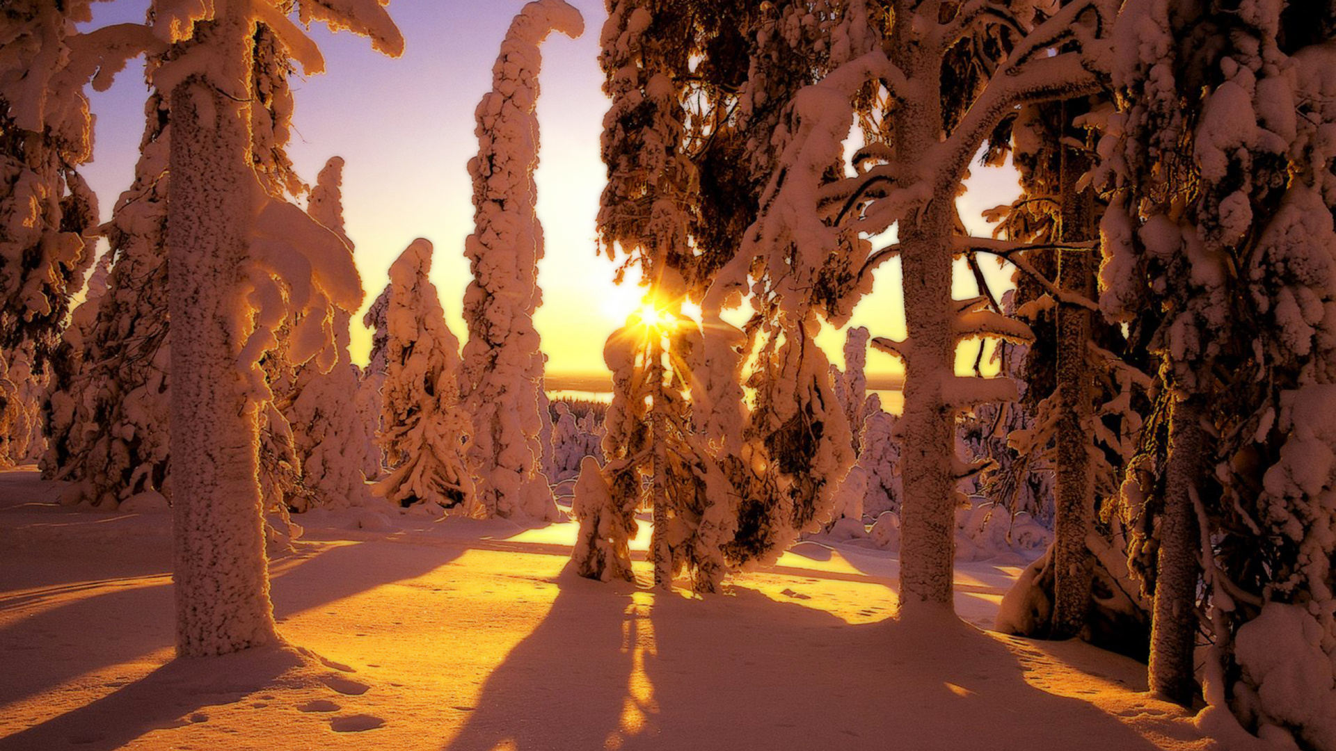 Обои дерево, свет, зима, ветвь, утро в разрешении 1920x1080