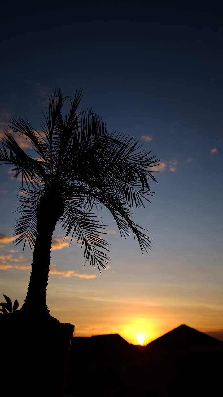 Обои закат, пальмовые рощи, дерево, природа, Пальма в разрешении 720x1280