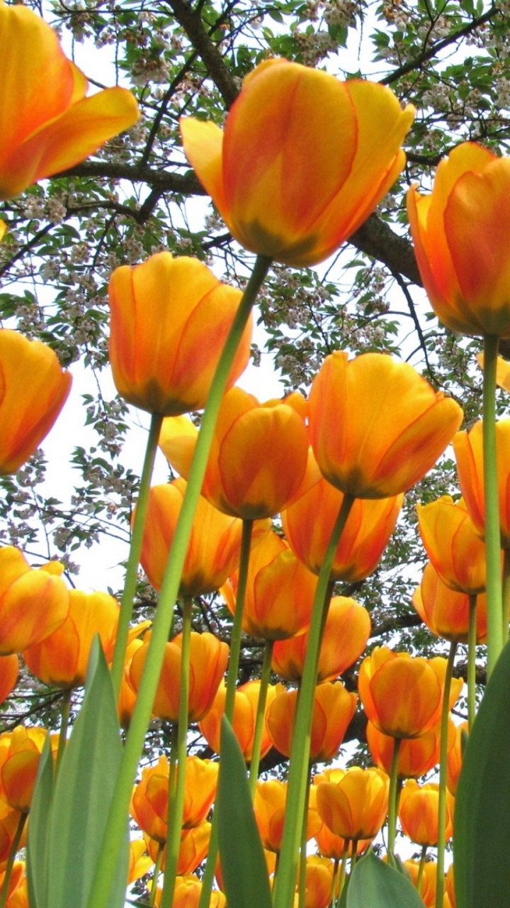 Обои цветковое растение, весна, лепесток, стебель растения, полевой цветок в разрешении 720x1280