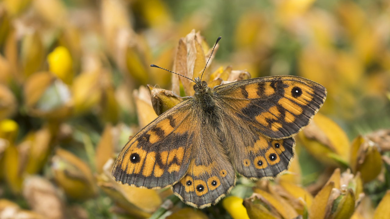 Обои бабочкамонарх, Стены коричневый, Дымчатый желтый, мотыльки и бабочки, бабочка в разрешении 1280x720