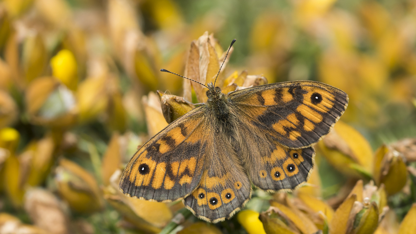 Обои бабочкамонарх, Стены коричневый, Дымчатый желтый, мотыльки и бабочки, бабочка в разрешении 1366x768