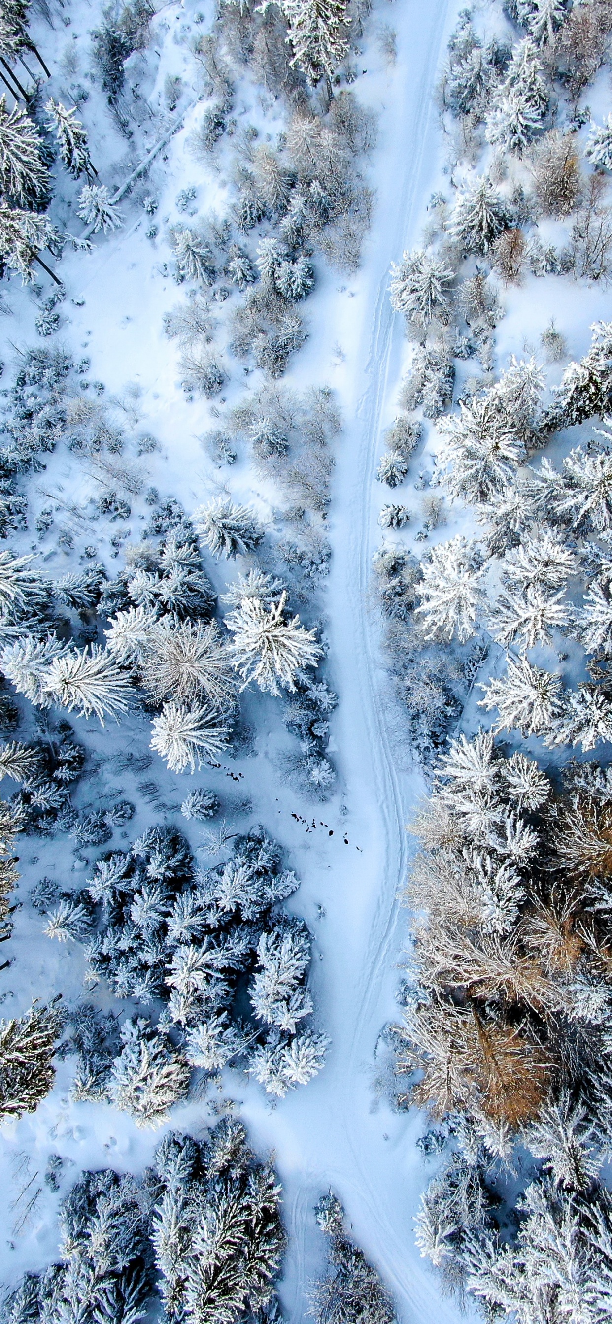 Обои дерево, растение, вода, снег, прут в разрешении 1242x2688