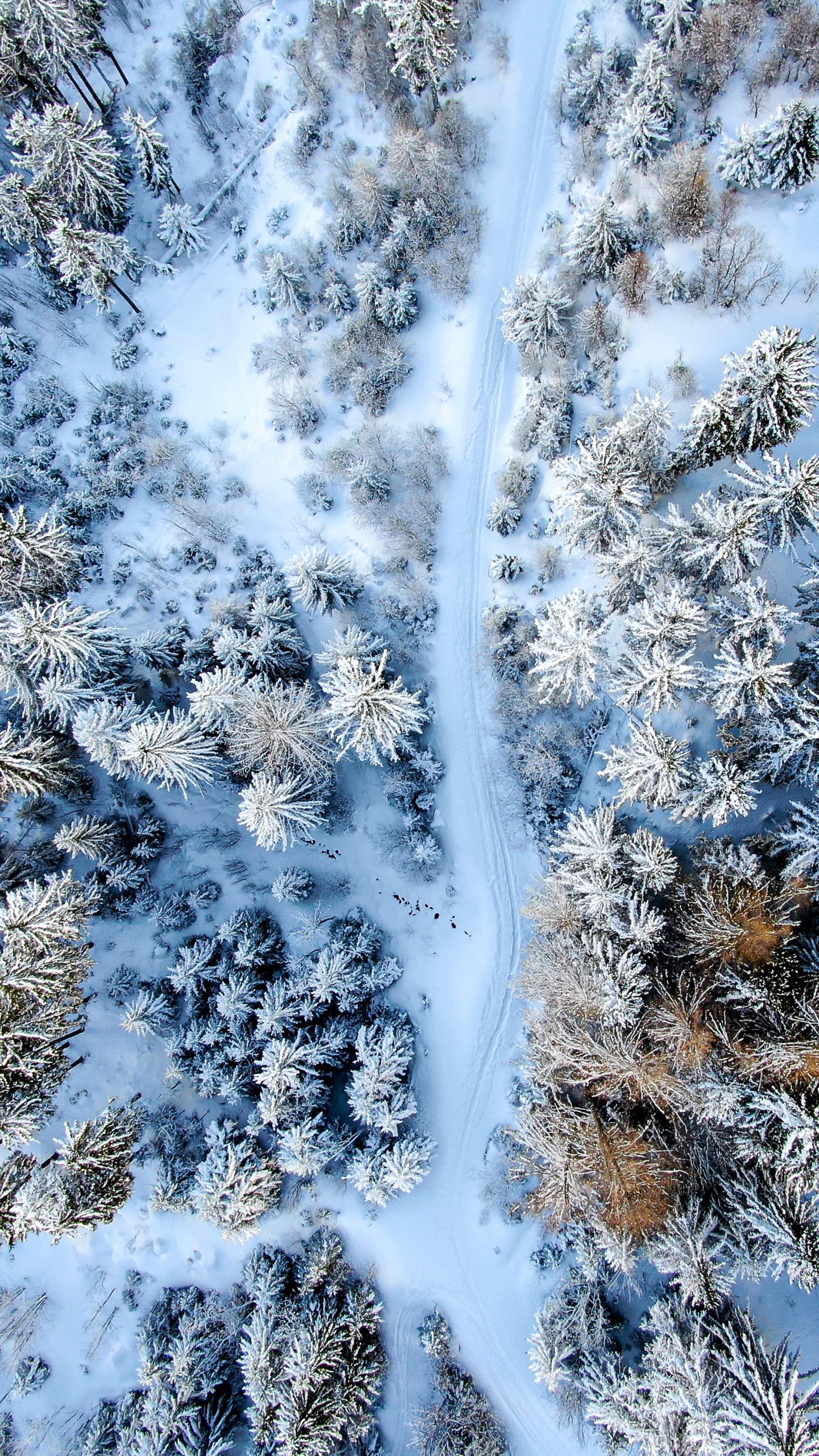Обои дерево, растение, вода, снег, прут в разрешении 1440x2560