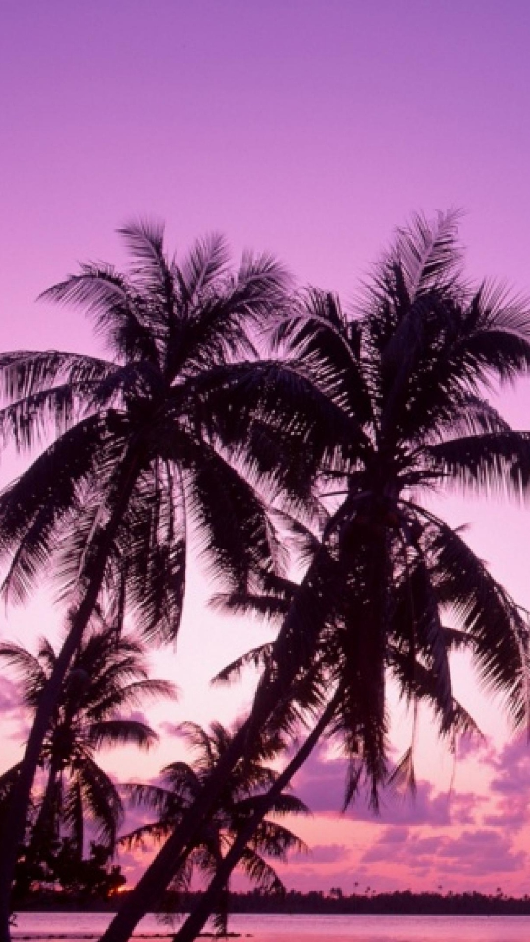 Обои закат, дерево, послесвечение, Пальма, тропическая зона в разрешении 1080x1920