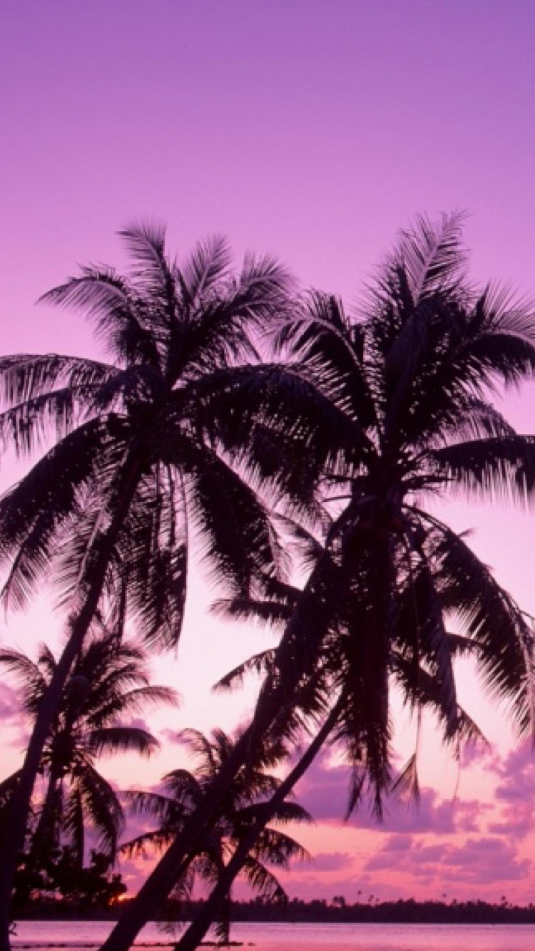 Обои закат, дерево, послесвечение, Пальма, тропическая зона в разрешении 750x1334