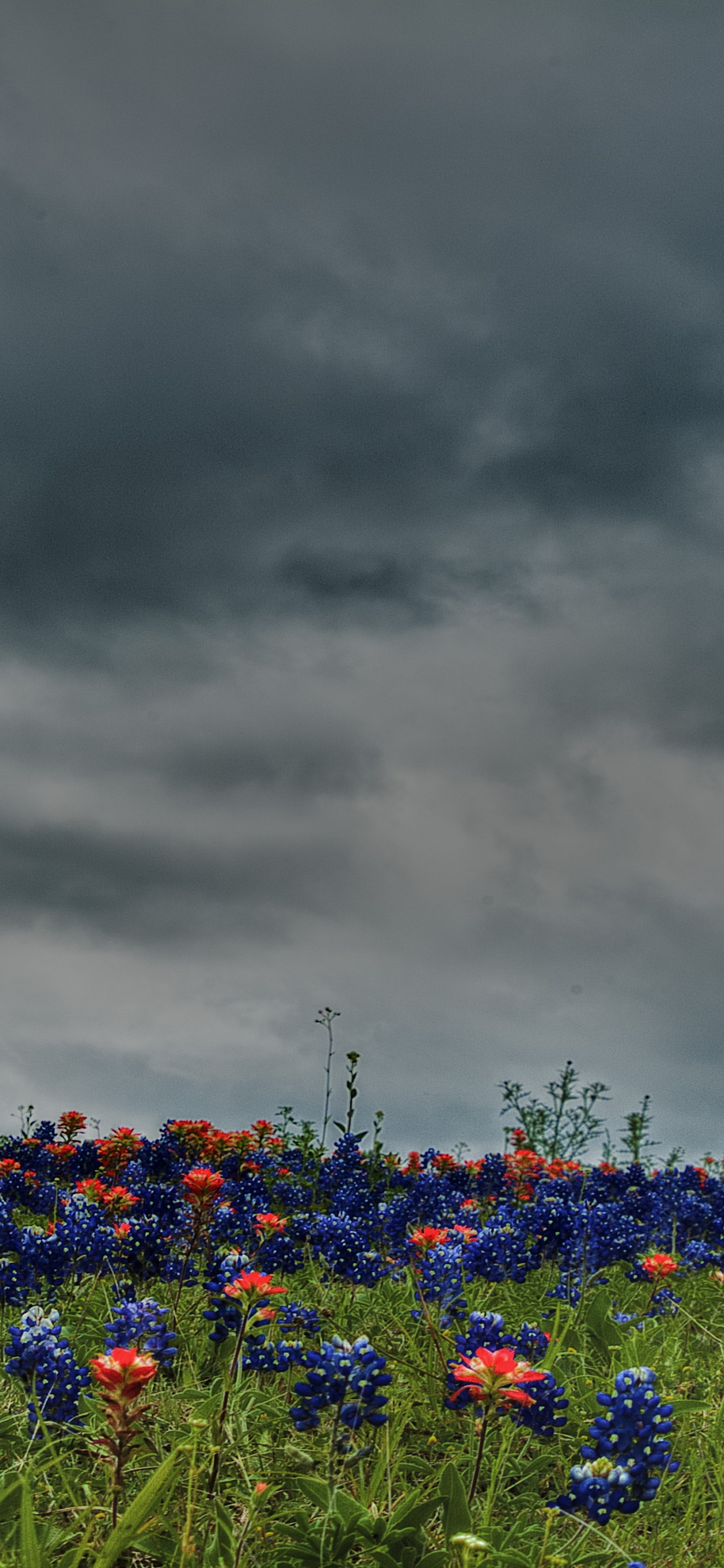 Обои цветок, полевой цветок, луг, природа, васильковой в разрешении 1125x2436