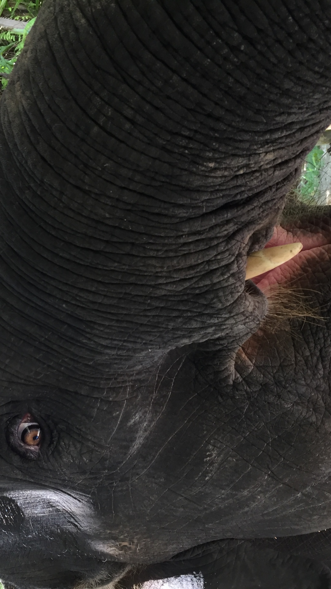 Обои Слон, Таиланд, кожа, слоны и мамонты, наземные животные в разрешении 1080x1920