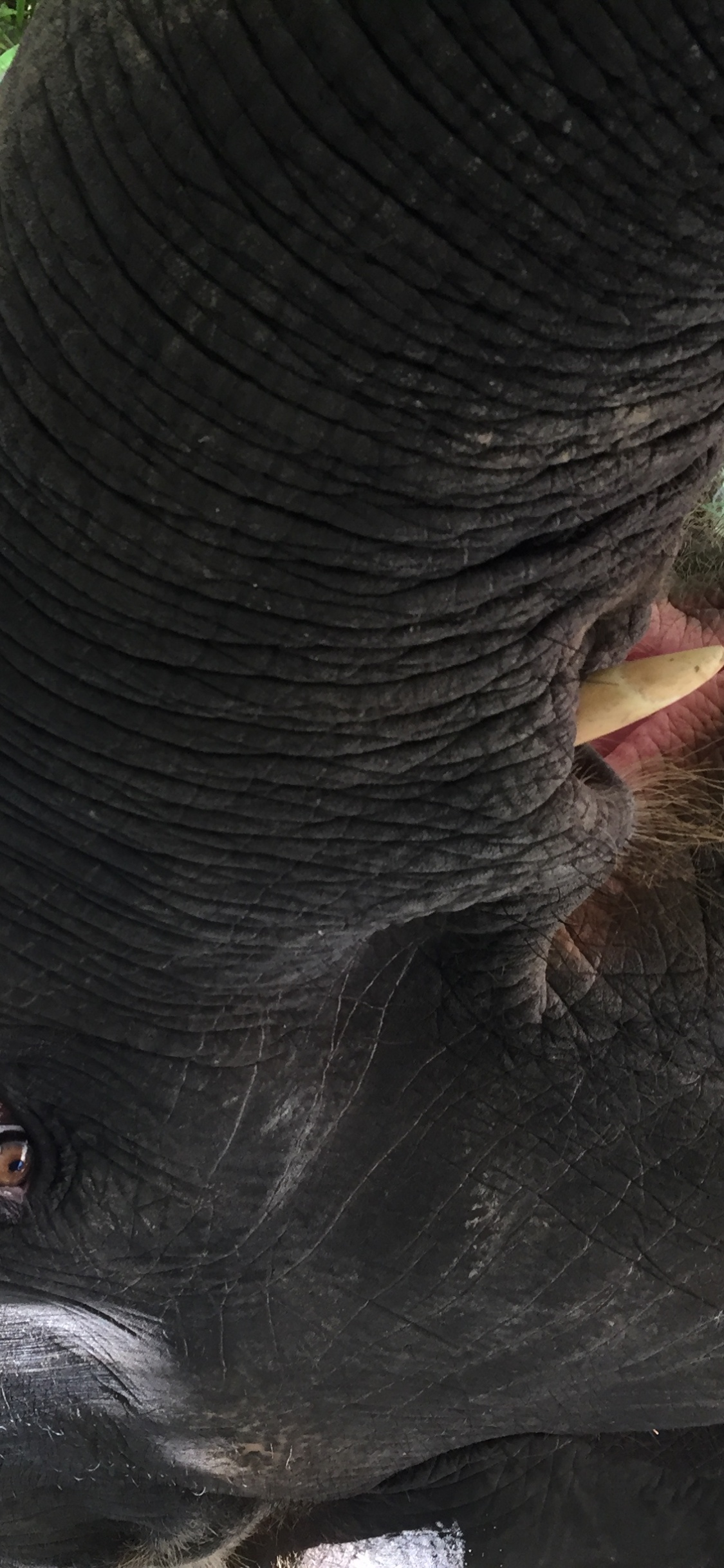 Обои Слон, Таиланд, кожа, слоны и мамонты, наземные животные в разрешении 1125x2436