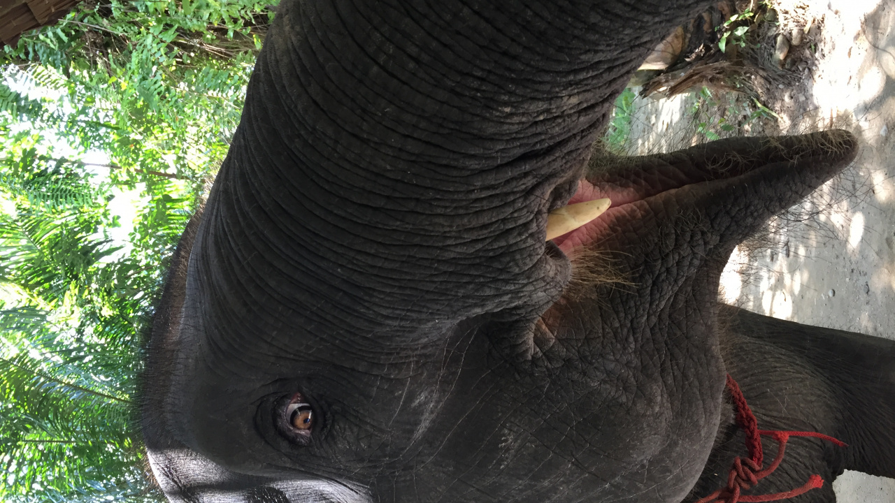 Обои Слон, Таиланд, кожа, слоны и мамонты, наземные животные в разрешении 1280x720