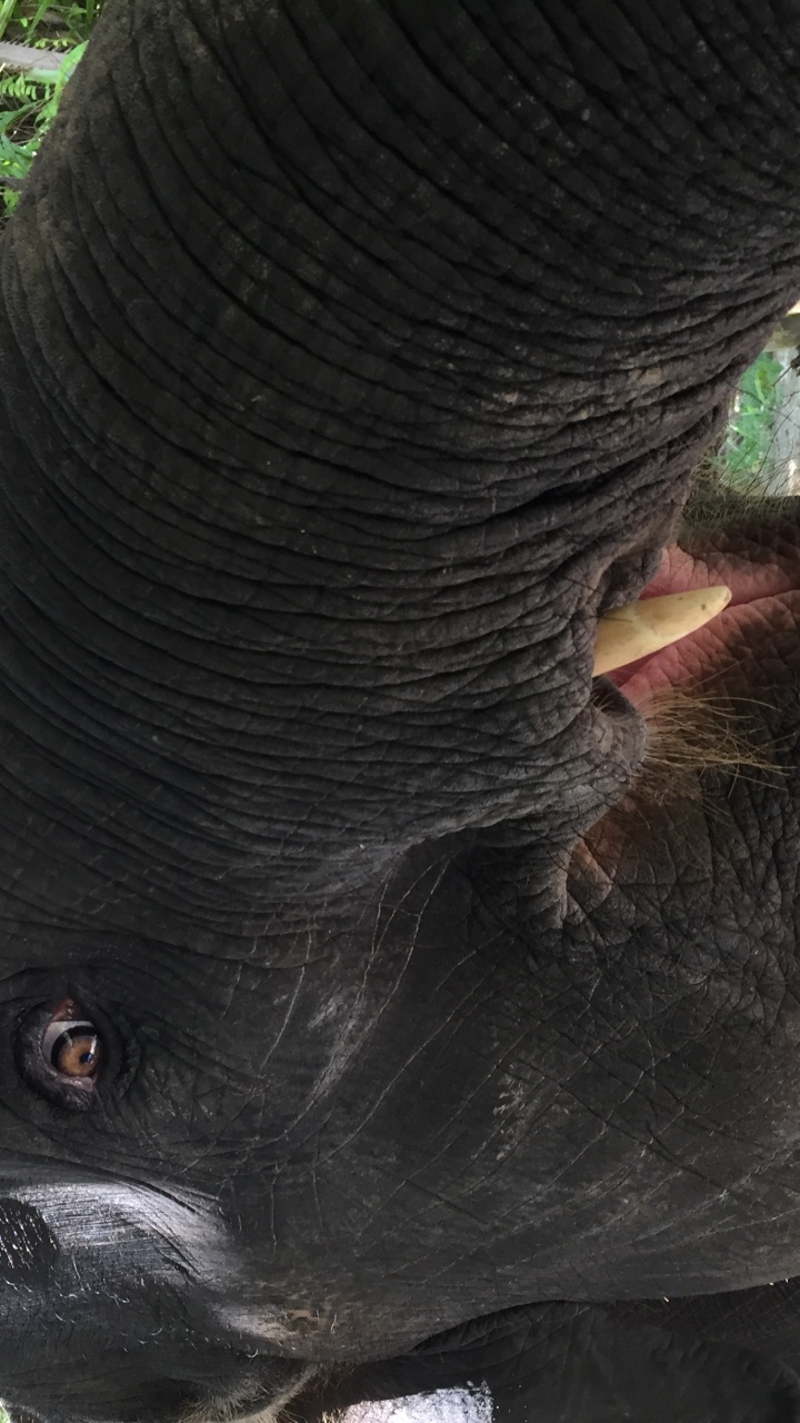 Обои Слон, Таиланд, кожа, слоны и мамонты, наземные животные в разрешении 720x1280