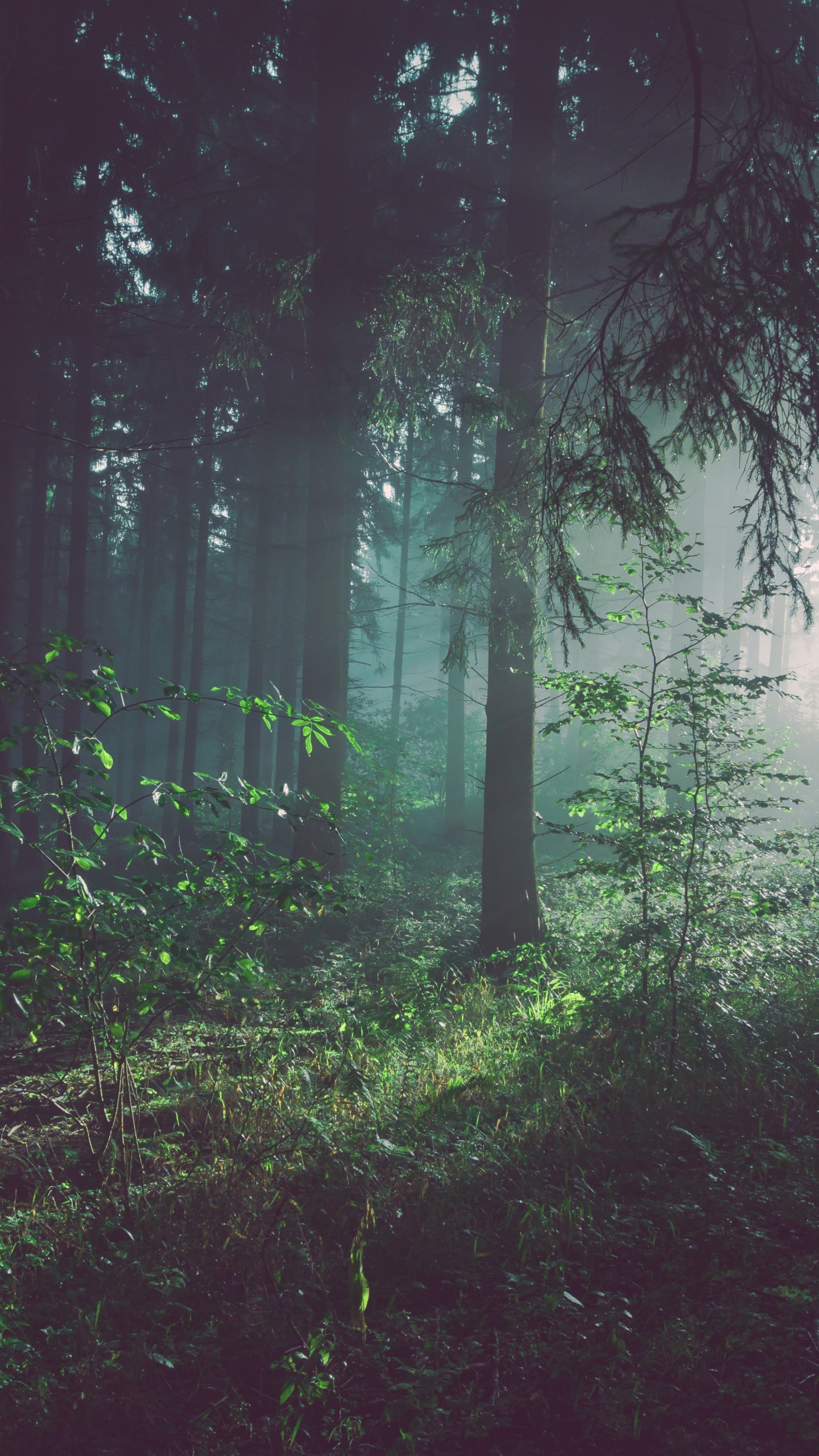 Обои лесной архетип, лес, где лес встречается со звездами, дерево, растение в разрешении 1440x2560