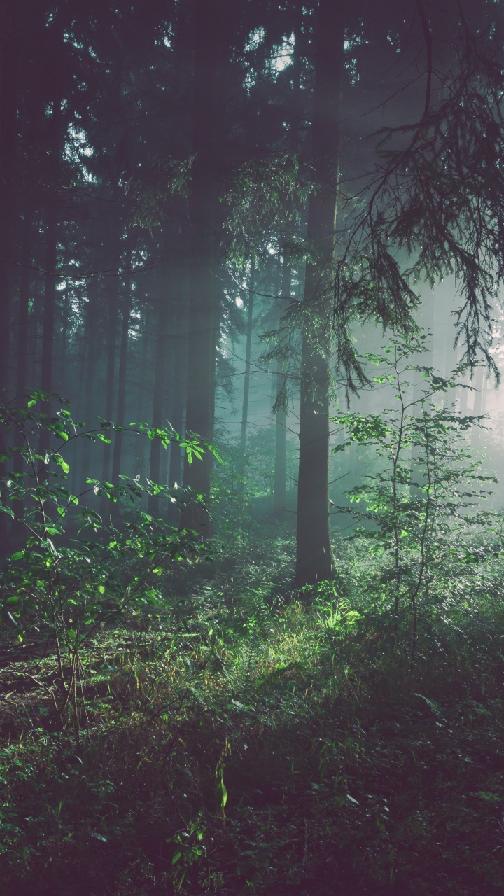 Обои лесной архетип, лес, где лес встречается со звездами, дерево, растение в разрешении 720x1280