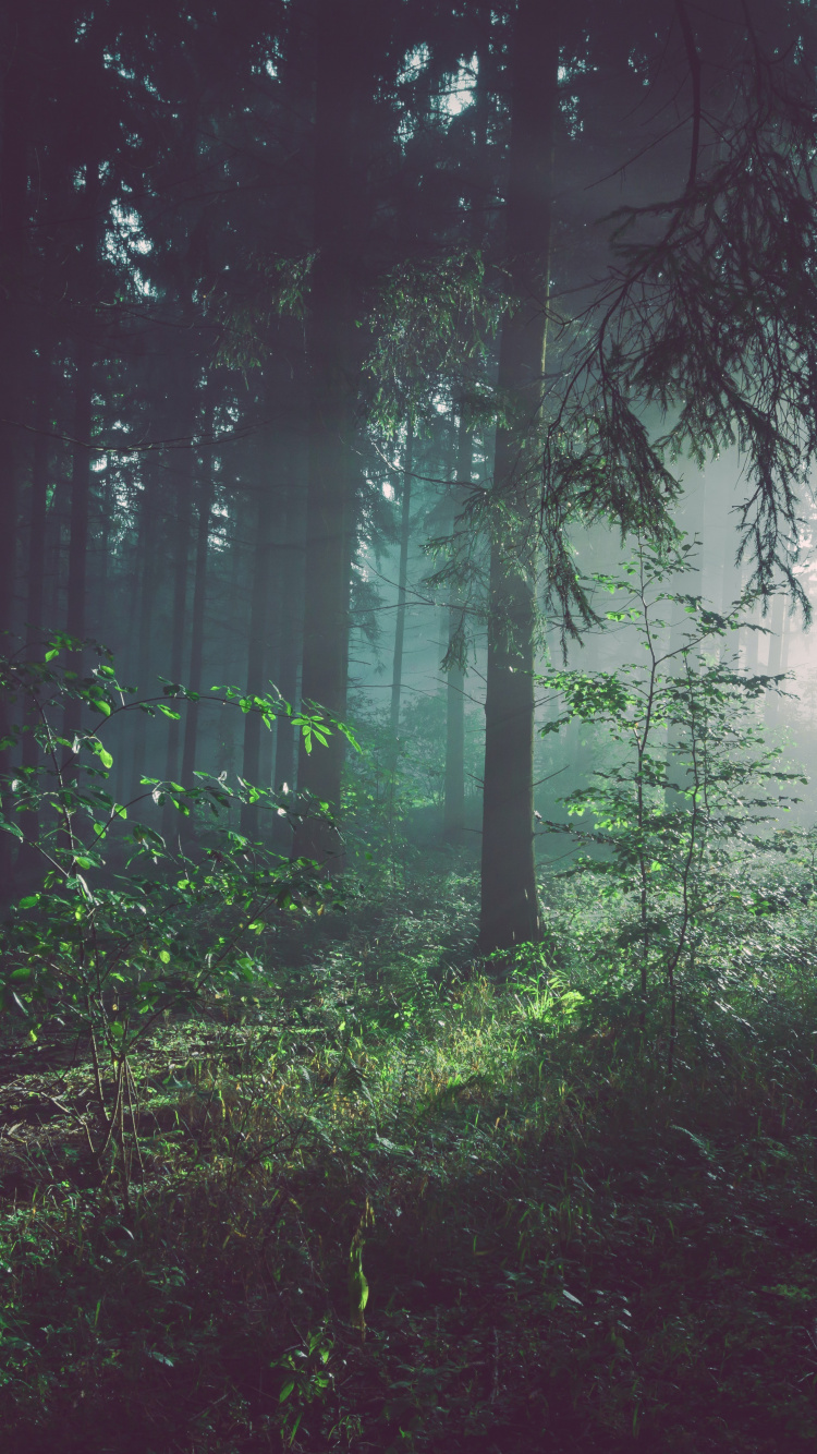 Обои лесной архетип, лес, где лес встречается со звездами, дерево, растение в разрешении 750x1334