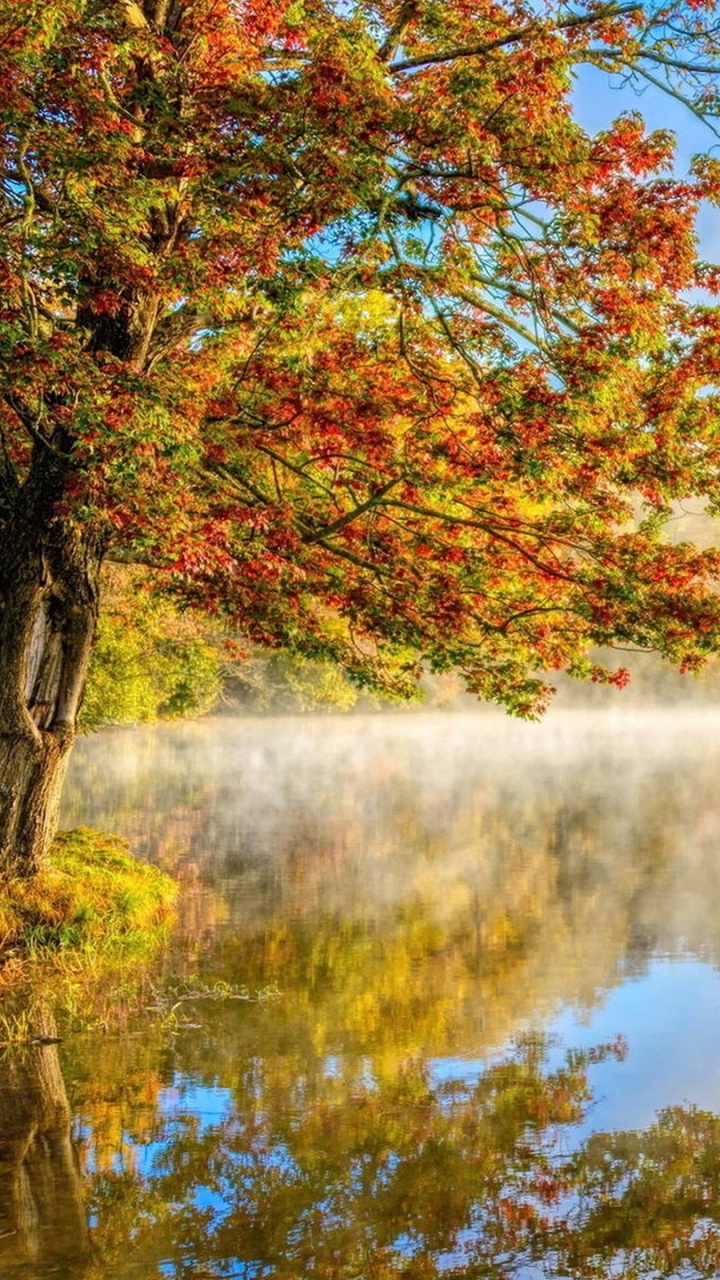 Обои дерево, пейзаж, осень, природа, отражение в разрешении 720x1280