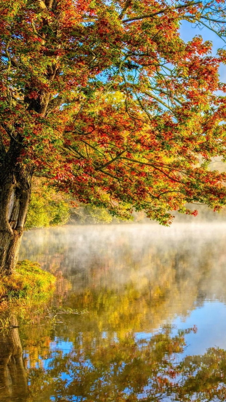 Обои дерево, пейзаж, осень, природа, отражение в разрешении 750x1334