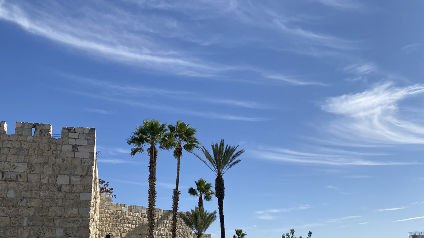 Обои археологический памятник, пальмовые рощи, древняя история, древесные растения, каменная стена в разрешении 1366x768