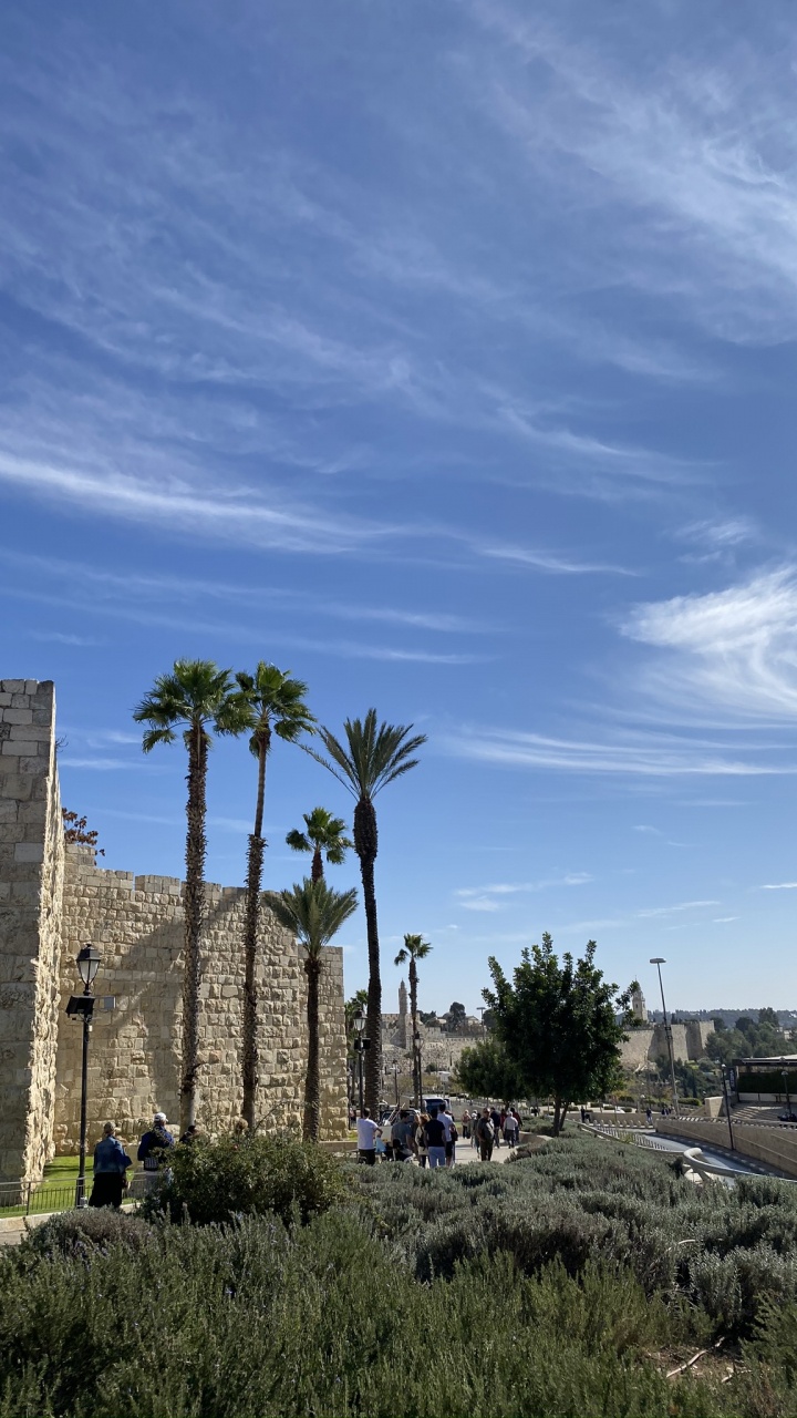 Обои археологический памятник, пальмовые рощи, древняя история, древесные растения, каменная стена в разрешении 720x1280