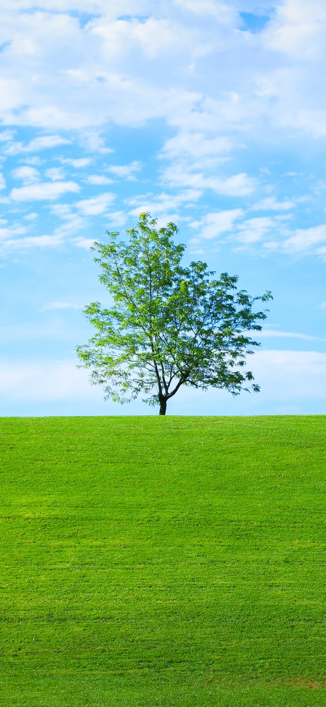 Обои Аватар, природа, сеть LinkedIn, пейзаж, природный ландшафт в разрешении 1125x2436