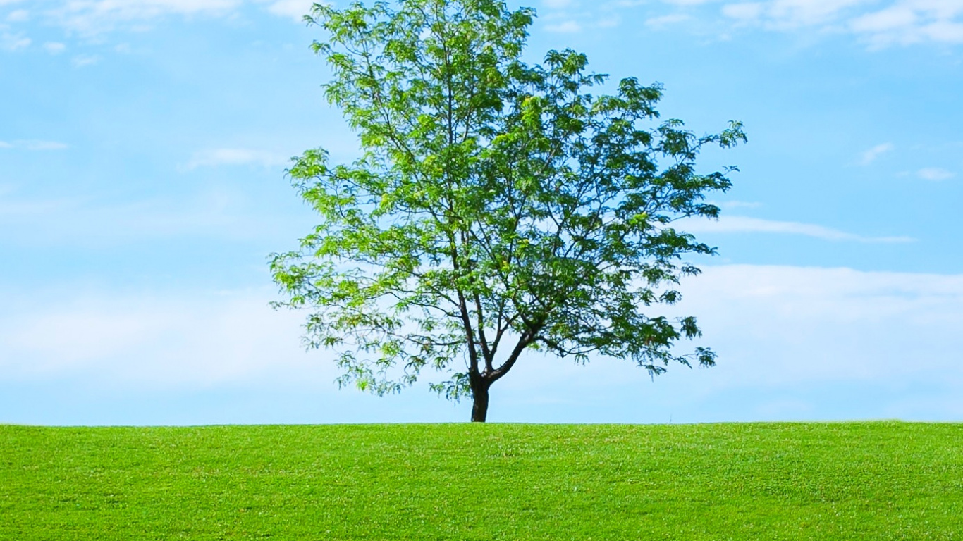 Обои Аватар, природа, сеть LinkedIn, пейзаж, природный ландшафт в разрешении 1366x768