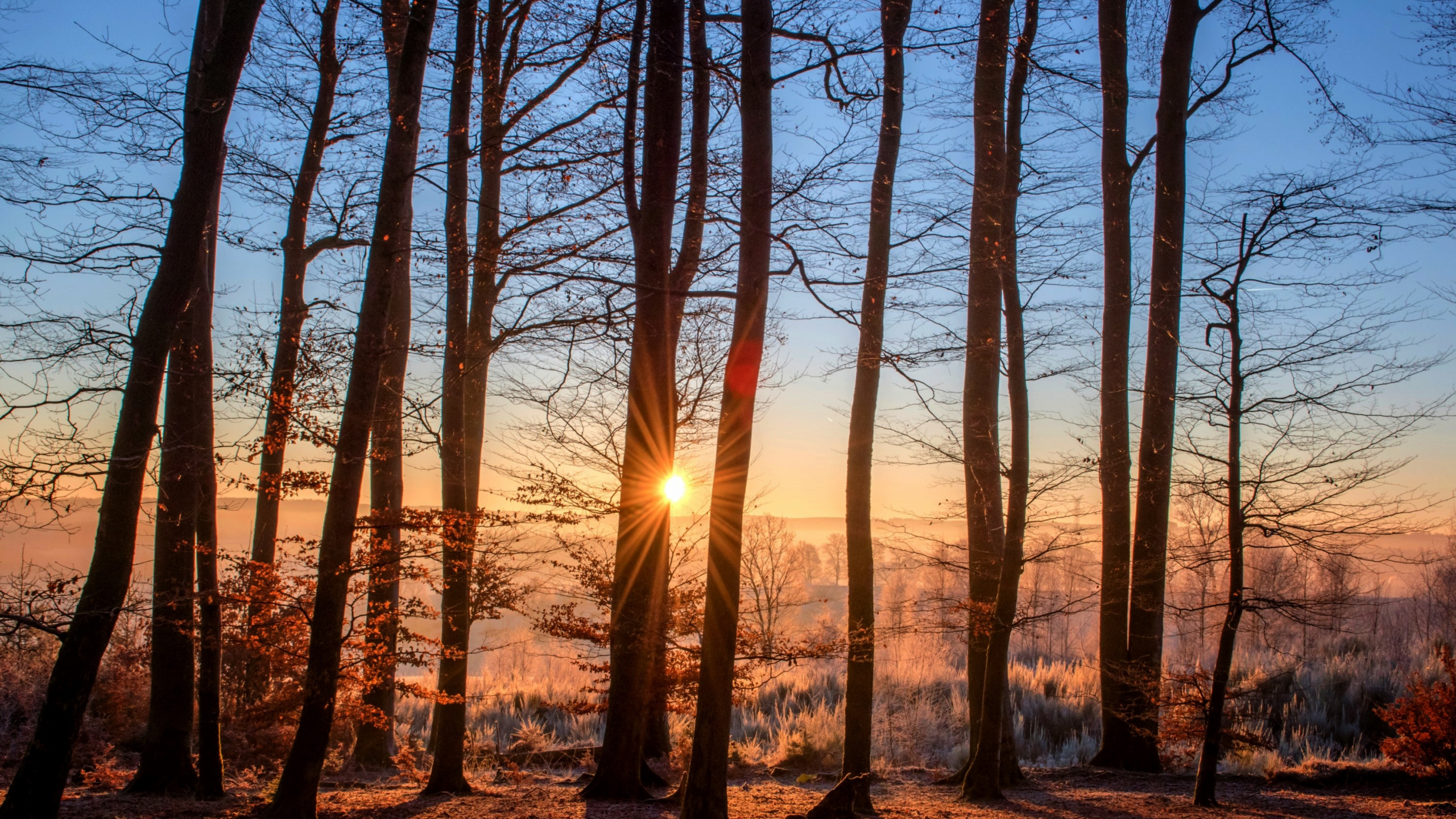 Обои лес, лесное хозяйство, дерево, лесистая местность, природа в разрешении 2560x1440