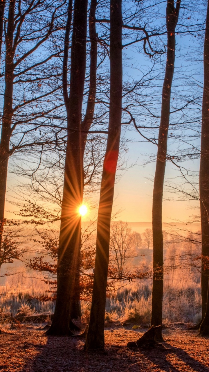 Обои лес, лесное хозяйство, дерево, лесистая местность, природа в разрешении 720x1280