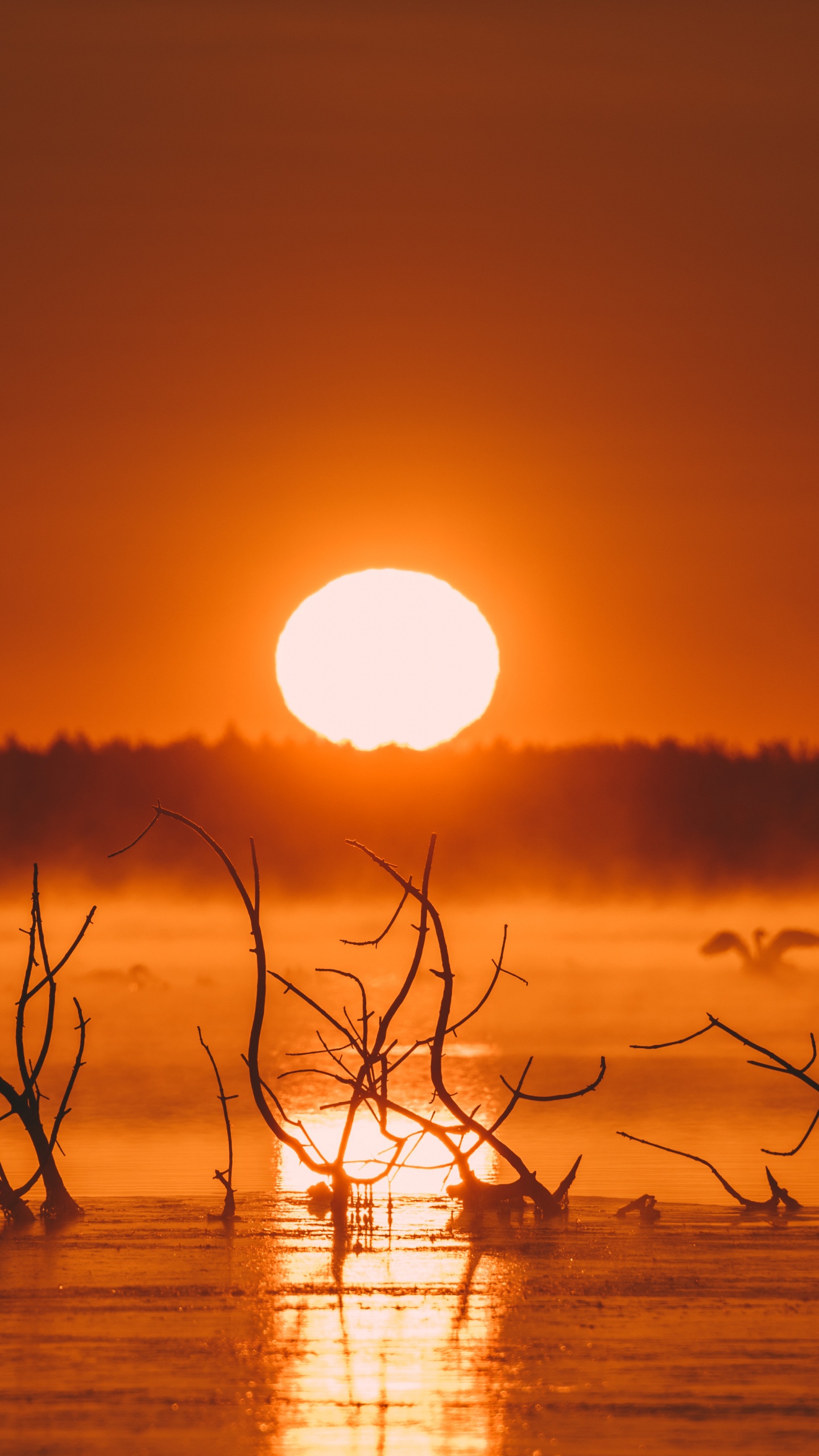 Обои iMac, вода, атмосфера, экорегион, послесвечение в разрешении 1440x2560