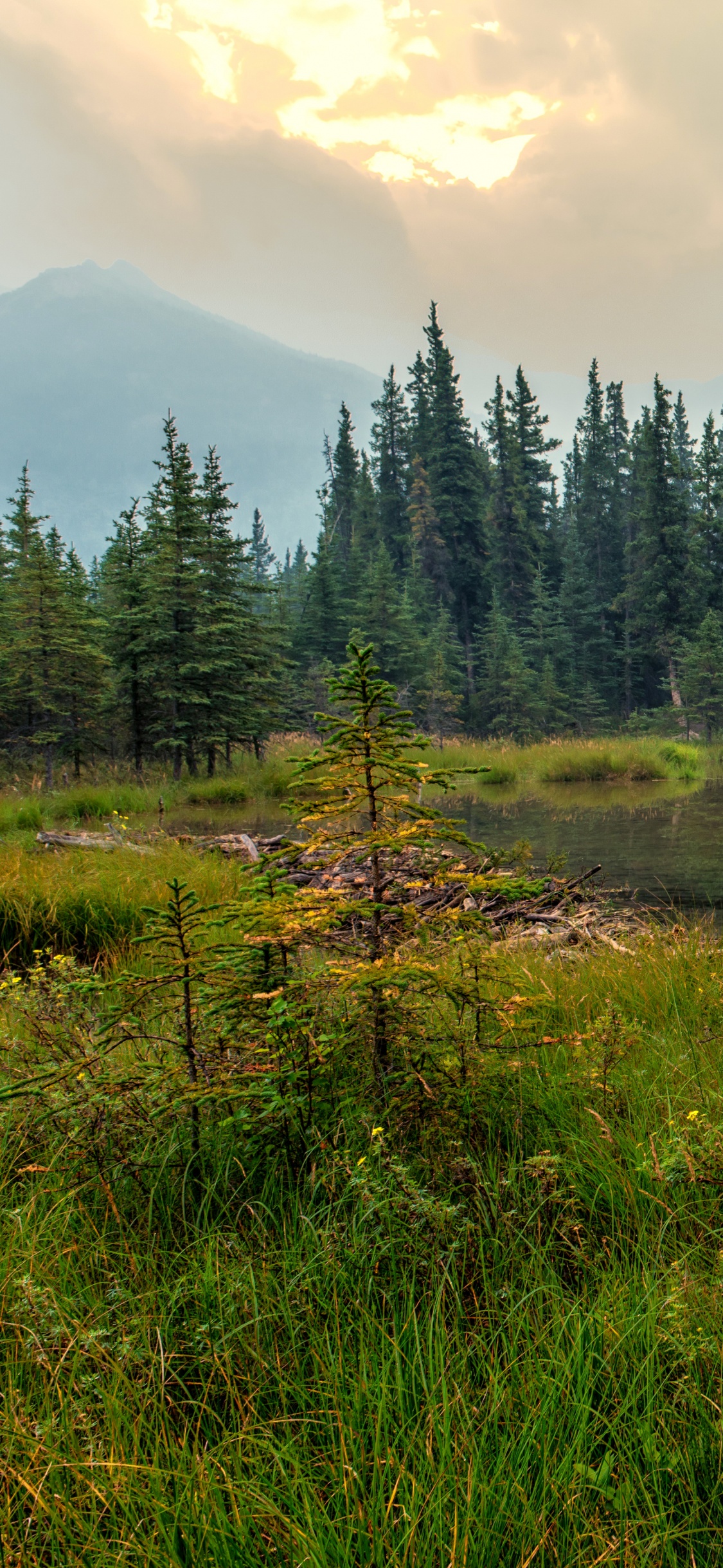 Обои денали, парк, природа, дикая местность, отражение в разрешении 1125x2436