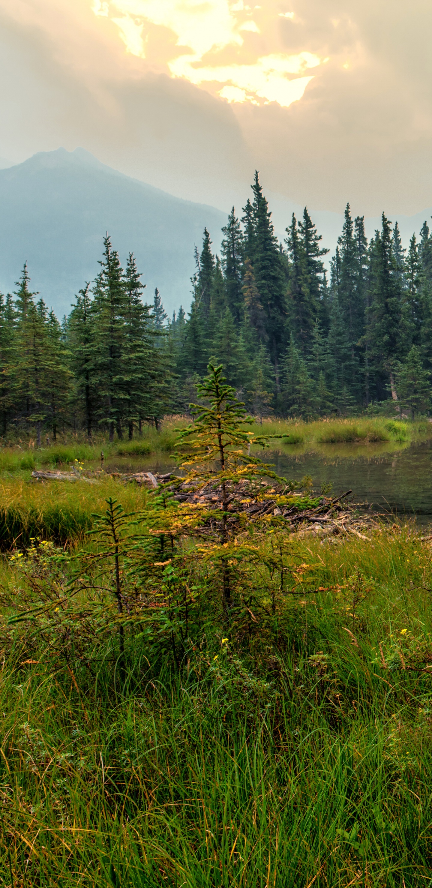 Обои денали, парк, природа, дикая местность, отражение в разрешении 1440x2960